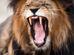The “Crap” You Cannot Take As CEO Of Your Organization